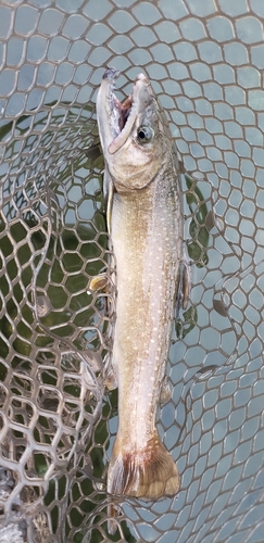 イワナの釣果