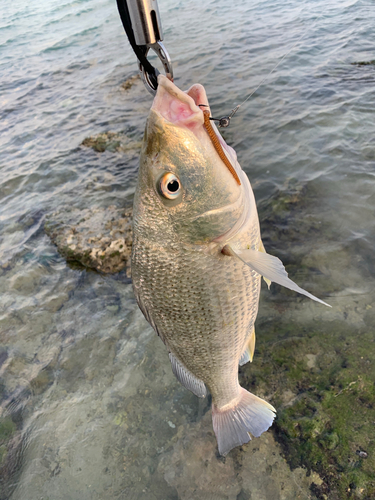 チヌの釣果