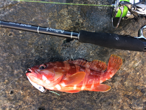 アカハタの釣果