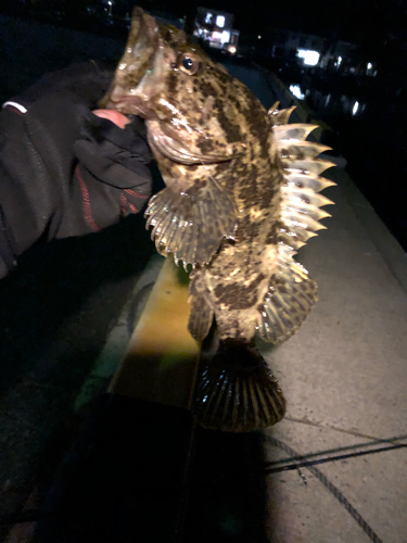 タケノコメバルの釣果