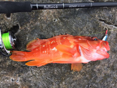 アカハタの釣果