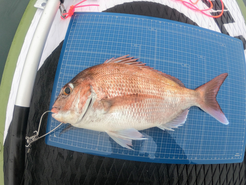 マダイの釣果