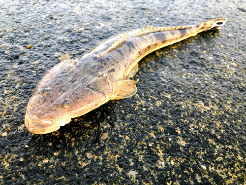 マゴチの釣果