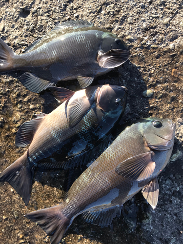 クチブトグレの釣果