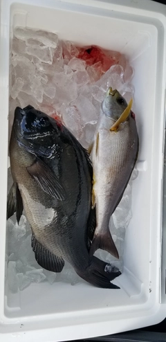 クチブトグレの釣果