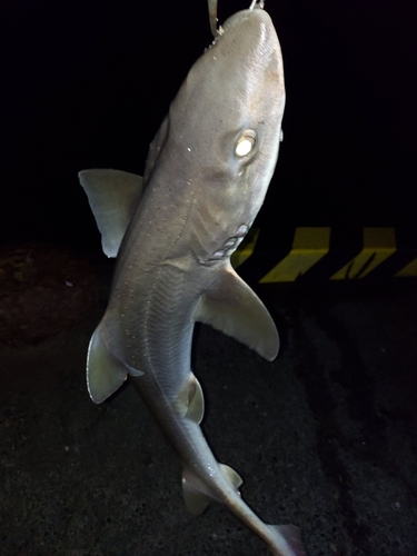 ホシザメの釣果