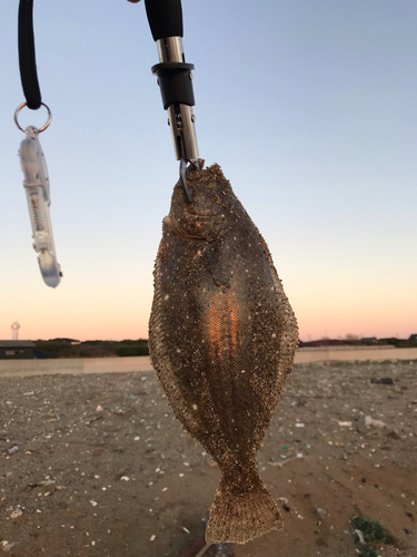 ヒラメの釣果