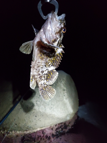 クロソイの釣果