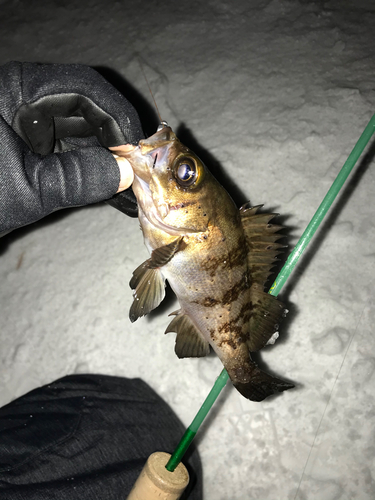 メバルの釣果