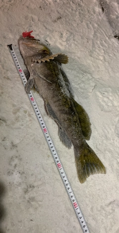 アブラコの釣果