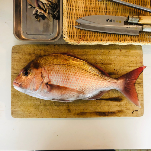 マダイの釣果