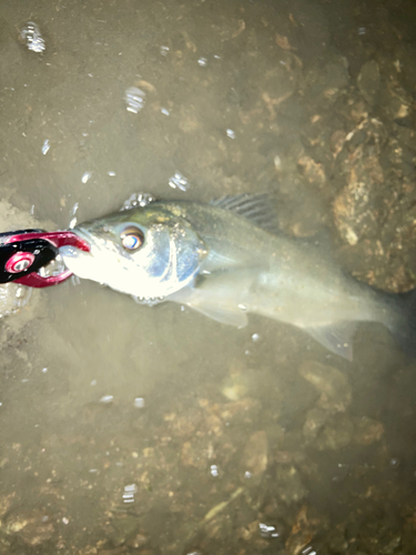 スズキの釣果