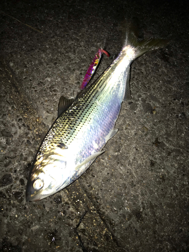 コノシロの釣果