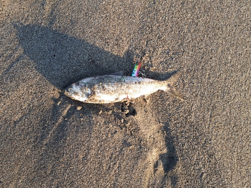 コノシロの釣果