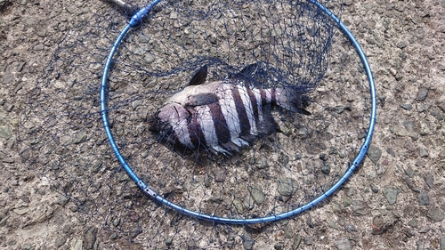 イシダイの釣果