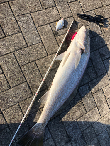 オオニベの釣果