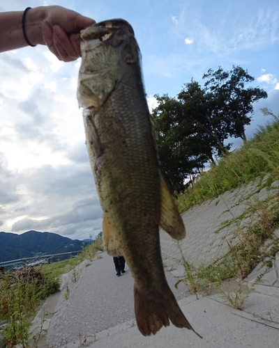 ブラックバスの釣果