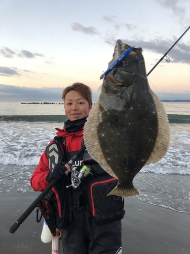 ヒラメの釣果