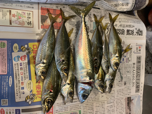 サバの釣果