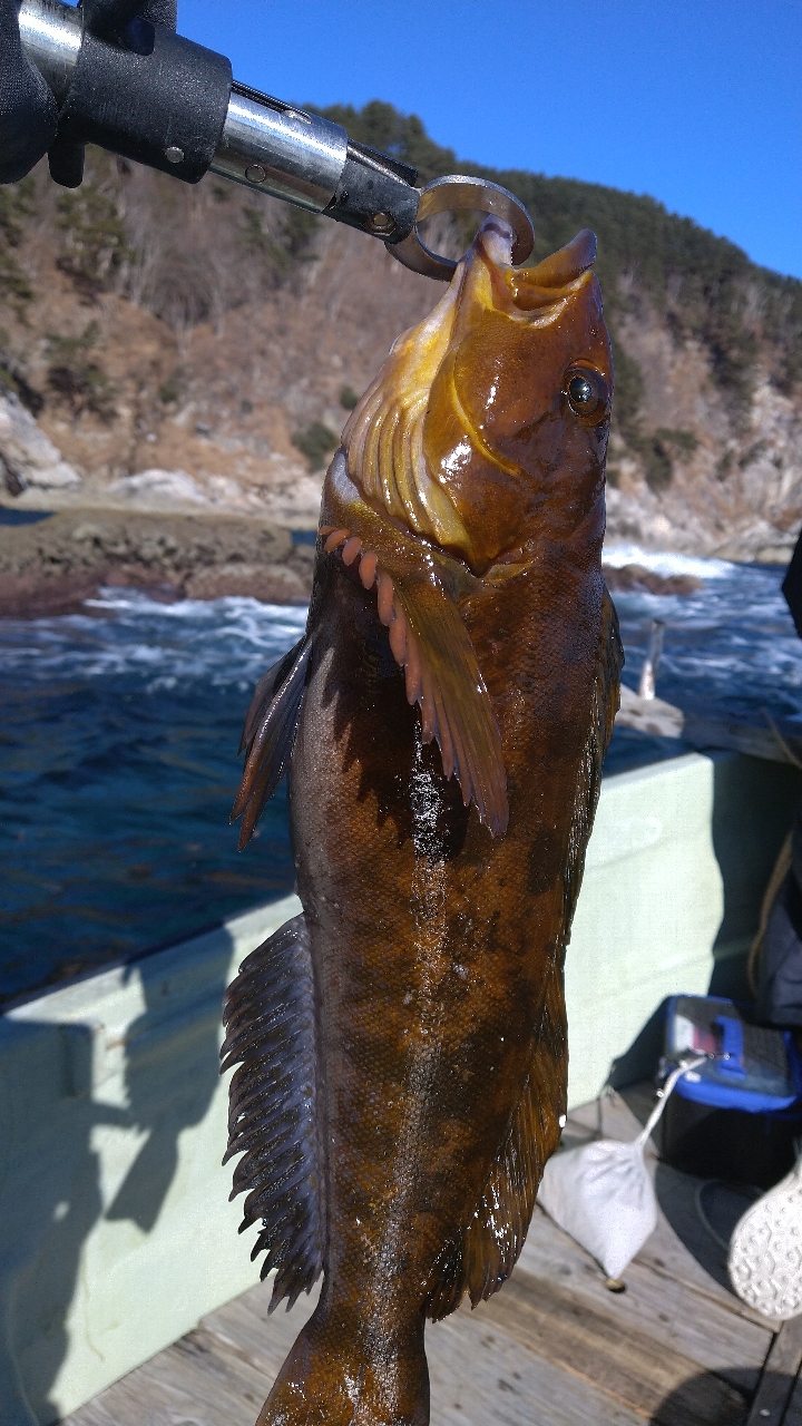 アイナメ