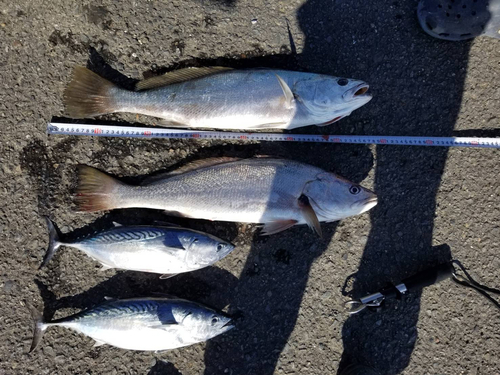 ニベの釣果