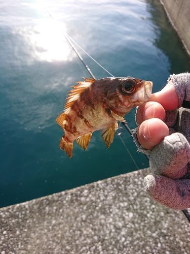 メバルの釣果