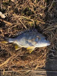 キビレの釣果