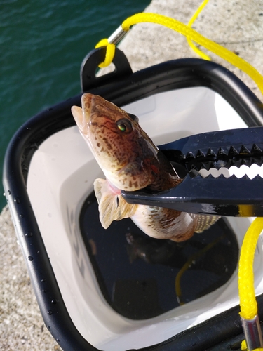 ハゼの釣果