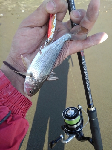 イシモチの釣果