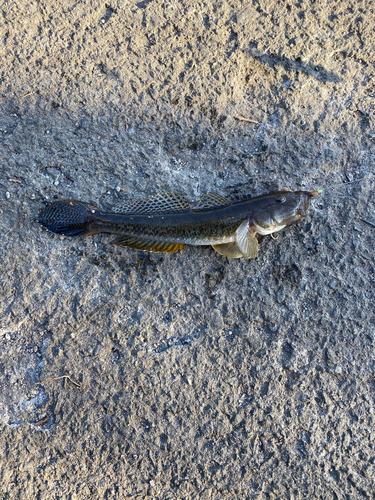 マハゼの釣果