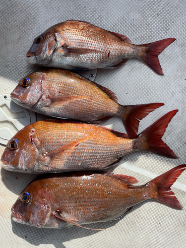 マダイの釣果