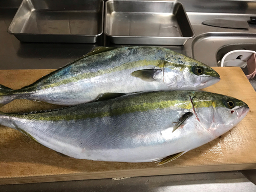 ハマチの釣果