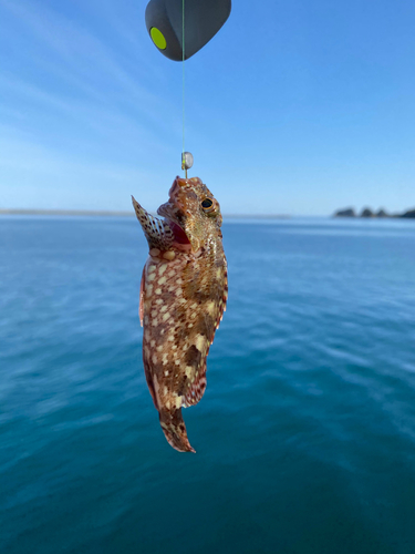 アラカブの釣果