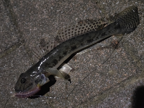 ハゼの釣果