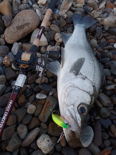 ヒラスズキの釣果