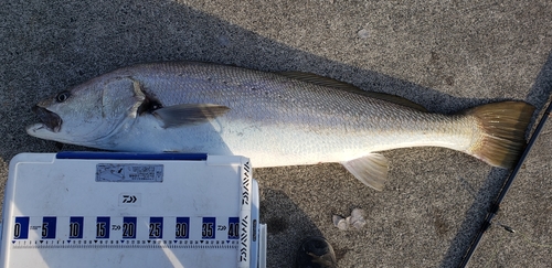 ニベの釣果