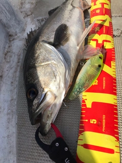 シーバスの釣果