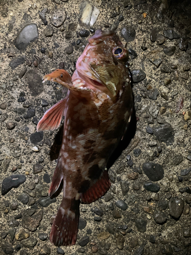 カサゴの釣果