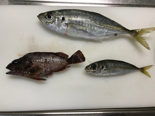 アジの釣果