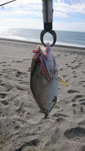 ショゴの釣果