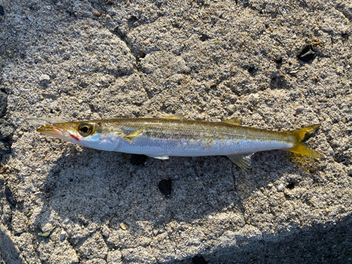 カマスの釣果