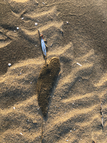 シタビラメの釣果