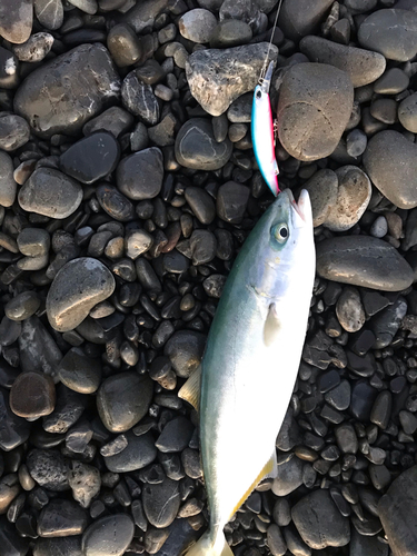 ワカナゴの釣果