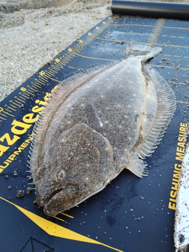 ソゲの釣果