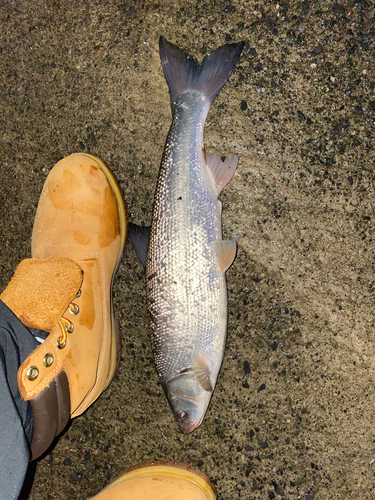 ウグイの釣果