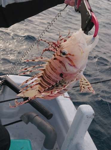 ミノカサゴの釣果