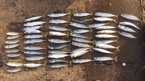 サバの釣果