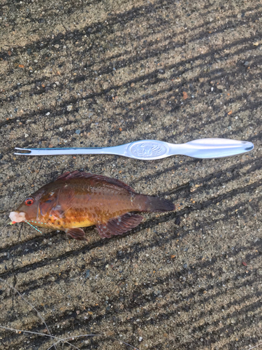 オハグロベラの釣果