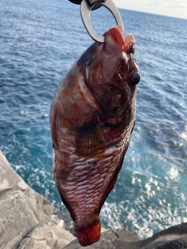 ブダイの釣果