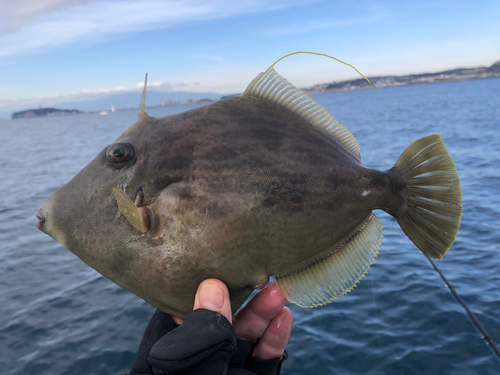 カワハギの釣果